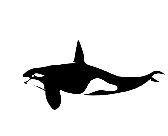 Orca